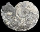 Wide Kosmoceras Ammonite - England #42641-1